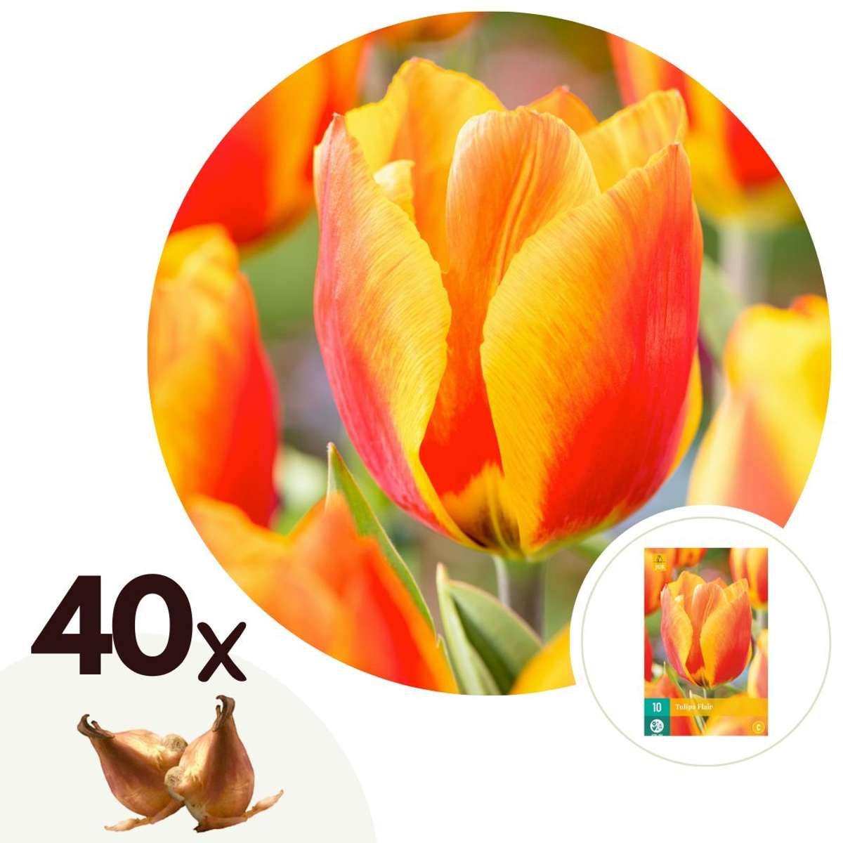 Florastore Tulpanlökar - Set Om 40 - Tulipa 'Flair' - Blomlökar - Vit