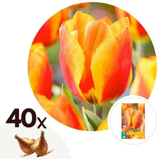 Florastore Tulpanlökar - Set Om 40 - Tulipa 'Flair' - Blomlökar - Vit