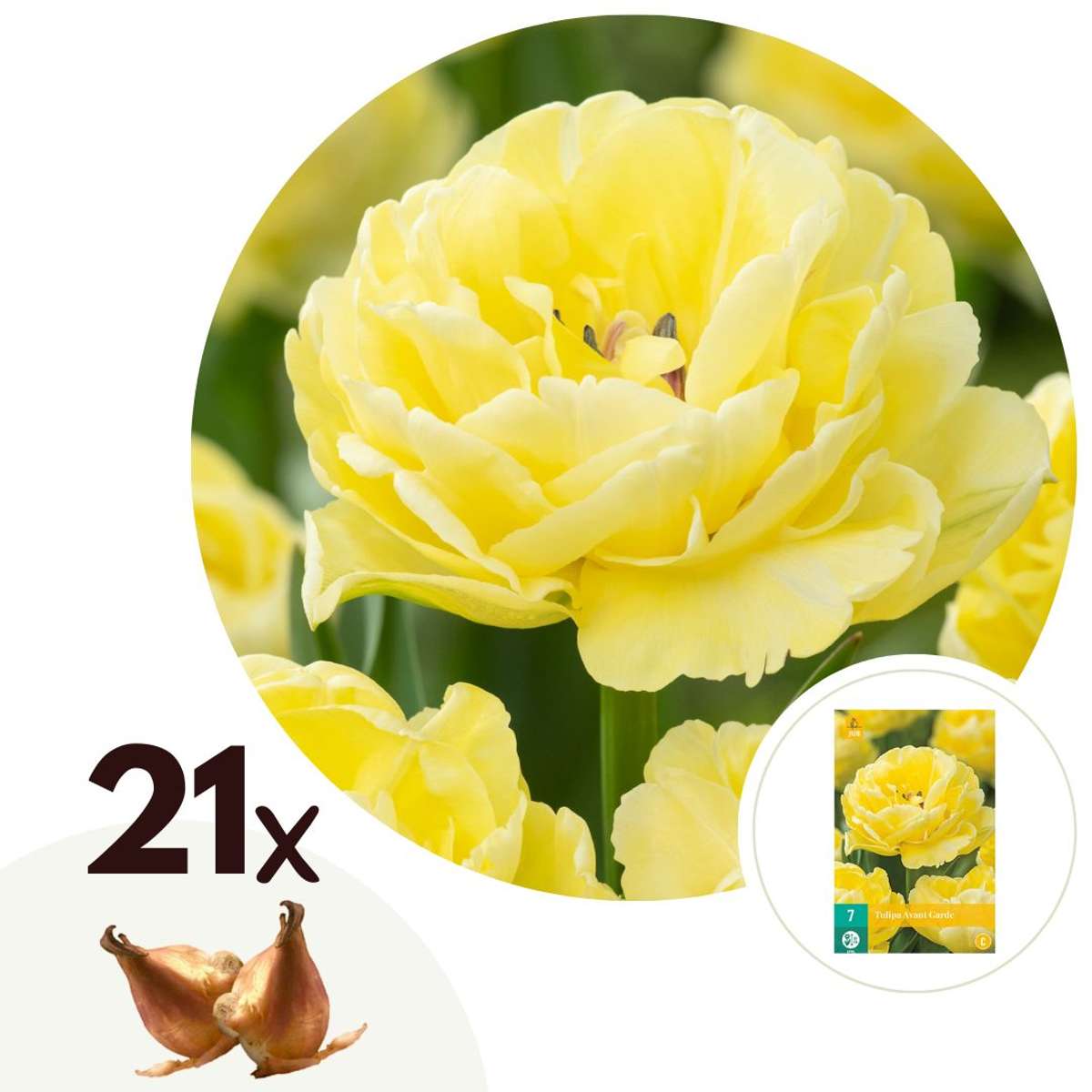 Florastore Tulpanlökar - Set Om 21 - Tulipa 'Avant Garde' - Blomlökar - Geel