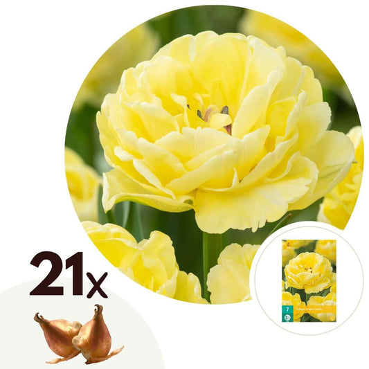 Florastore Tulpanlökar - Set Om 21 - Tulipa 'Avant Garde' - Blomlökar - Geel