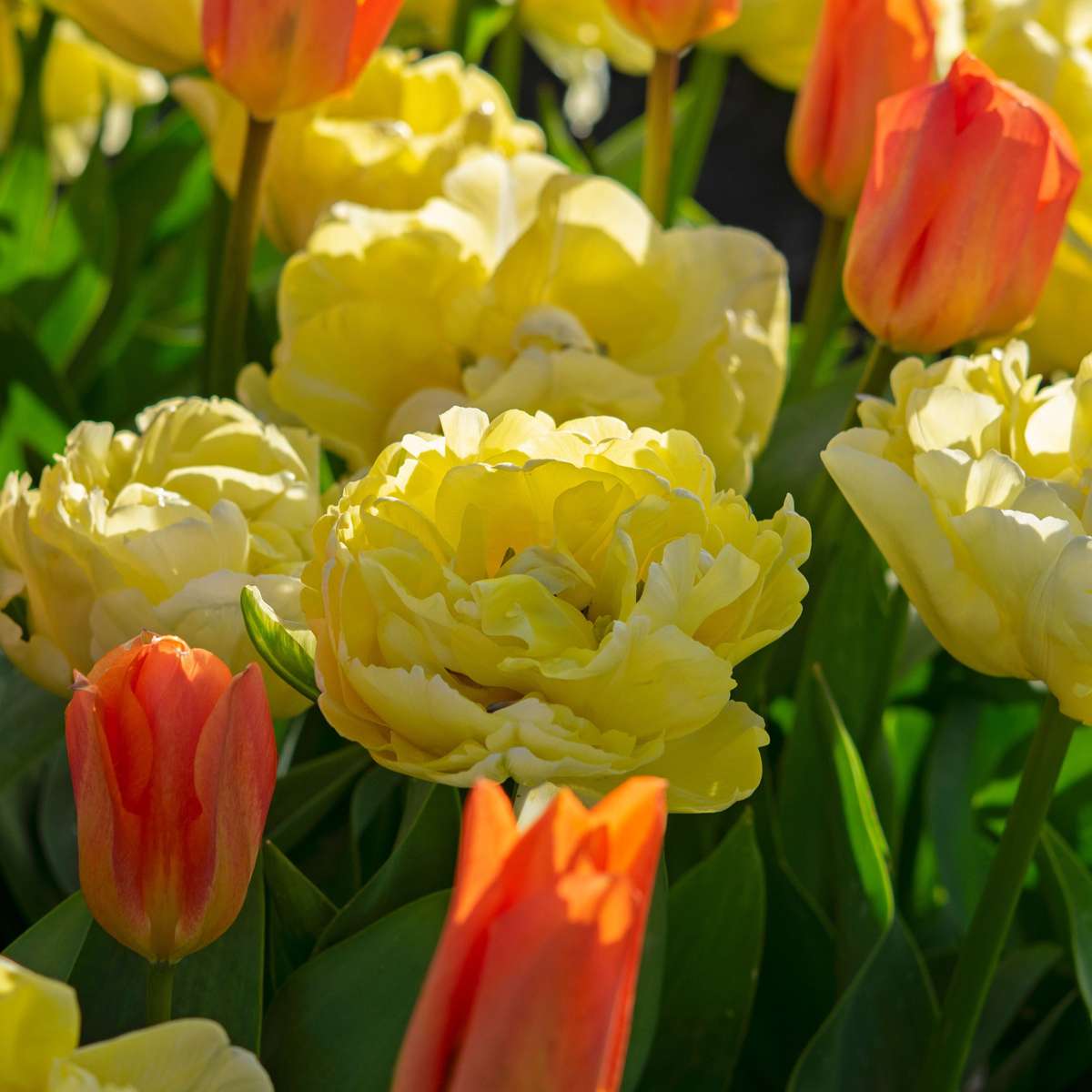 Tulip Tulpanlökar - Set Om 21 - Tulipa 'Avant Garde' - Blomlökar - Geel