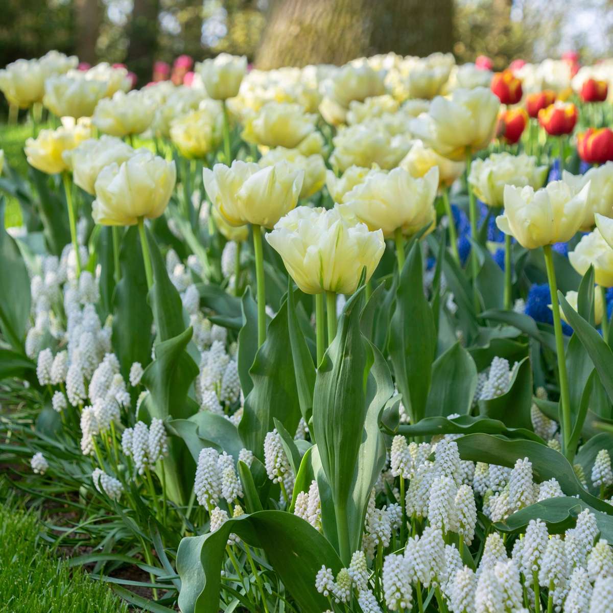Tulip Tulpanlökar - Set Om 21 - Tulipa 'Avant Garde' - Blomlökar - Geel