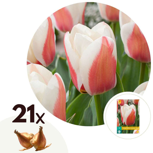 Florastore Tulpanlökar - Set Om 21 - Tulipa 'Willem Vd Akker' - Blomlökar - Rosa