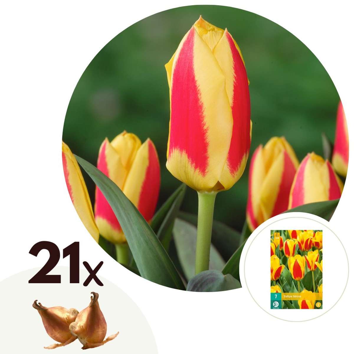 Florastore Tulpanlökar - Set Om 21 - Tulipa 'Stresa' - Blomlökar - Vit