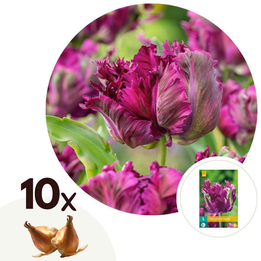 Florastore Tulpanlökar - Set Om 10 - Tulipa 'Parrot Negrita' - Blomlökar - Purpur