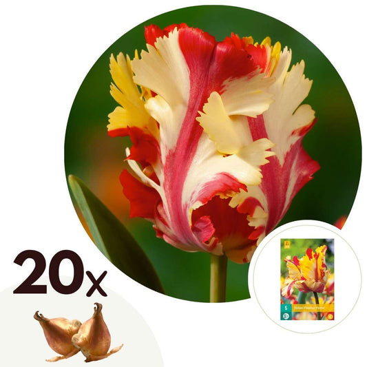 Florastore Tulpanlökar - Set Om 20 - Tulipa 'Flaming Parrot' - Blomlökar - Vit
