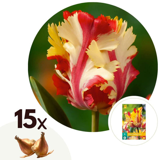 Florastore Tulpanlökar - Set Om 15 - Tulipa 'Flaming Parrot' - Blomlökar - Vit