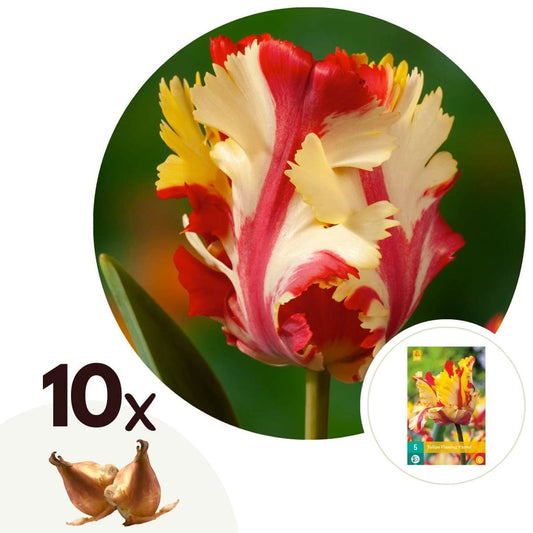 Florastore Tulpanlökar - Set Om 10 - Tulipa 'Flaming Parrot' - Blomlökar - Vit