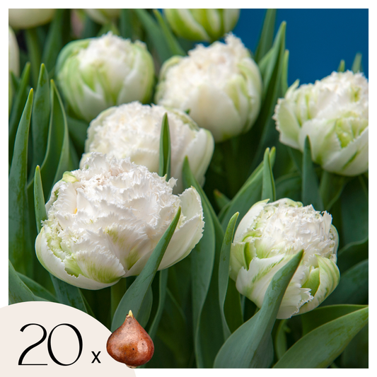 Florastore Tulpanlökar - Set Om 20 - Tulipa 'Snow Crystal' - Blomlökar - Vit