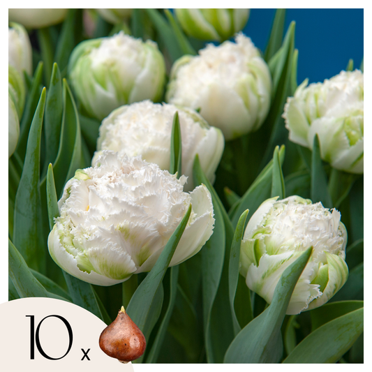 Florastore Tulpanlökar - Set Om 10 - Tulipa 'Snow Crystal' - Blomlökar - Vit