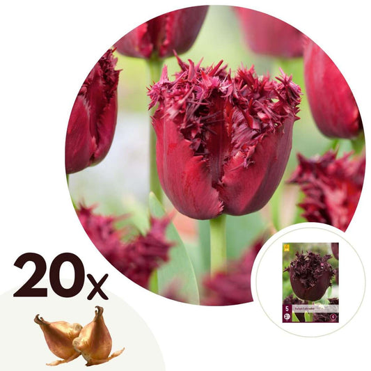 Florastore Tulpanlökar - Set Om 20 - Tulipa 'Labrador' - Blomlökar - Purpur