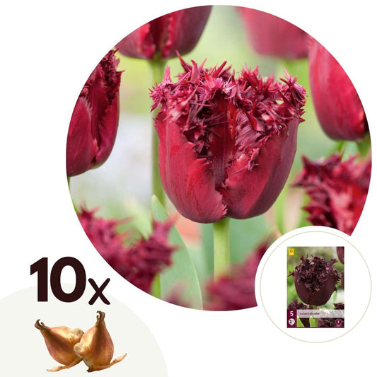 Florastore Tulpanlökar - Set Om 10 - Tulipa 'Labrador' - Blomlökar - Purpur