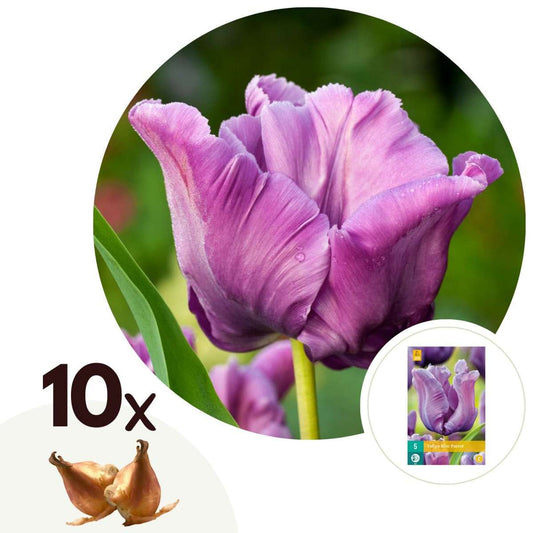 Florastore Tulpanlökar - Set Om 10 - Tulipa 'Blue Parrot' - Blomlökar - Blå