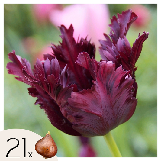 Florastore Tulpanlökar - Set Om 21 - Tulipa 'Black Parrot' - Blomlökar - Purpur