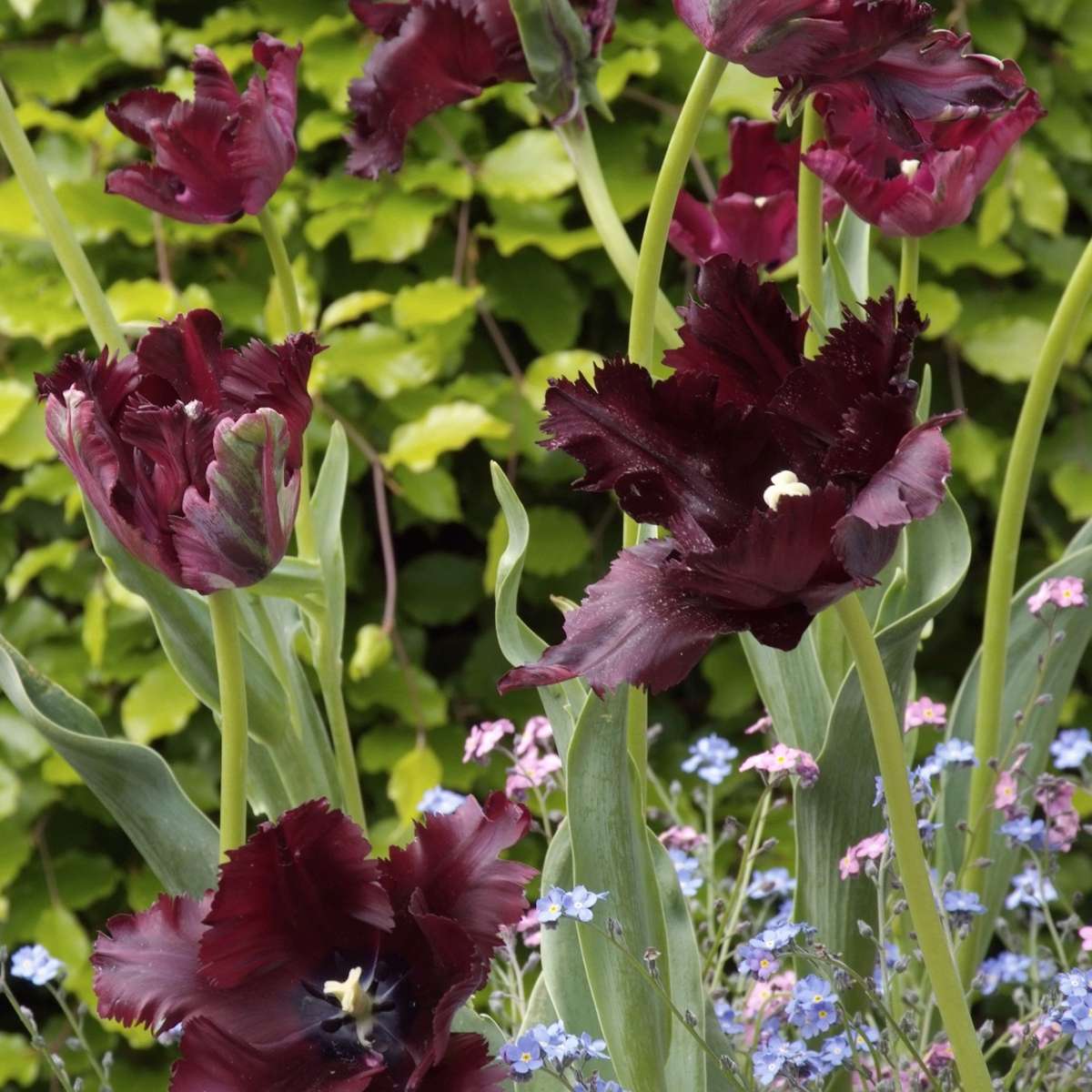 Tulip Tulpanlökar - Set Om 21 - Tulipa 'Black Parrot' - Blomlökar - Purpur