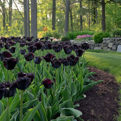 Tulip Tulpanlökar - Set Om 21 - Tulipa 'Black Parrot' - Blomlökar - Purpur