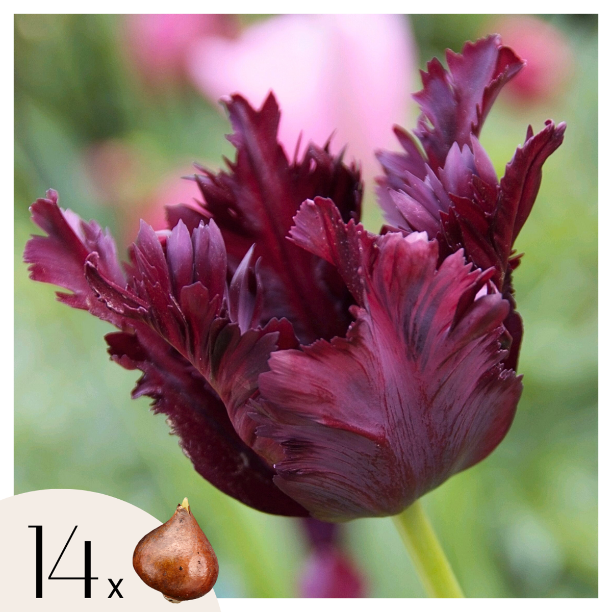 Florastore Tulpanlökar - Set Om 14 - Tulipa 'Black Parrot' - Blomlökar - Purpur