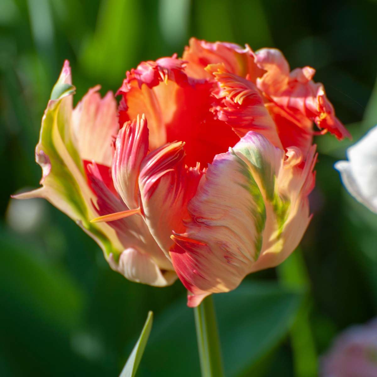 Tulip Tulpanlökar - Set Om 21 - Tulipa 'Apricot Parrot' - Blomlökar - Rosa