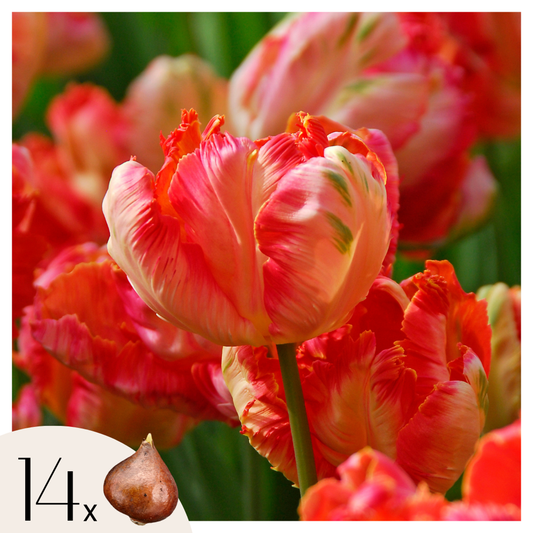 Florastore Tulpanlökar - Set Om 14 - Tulipa 'Apricot Parrot' - Blomlökar - Rosa