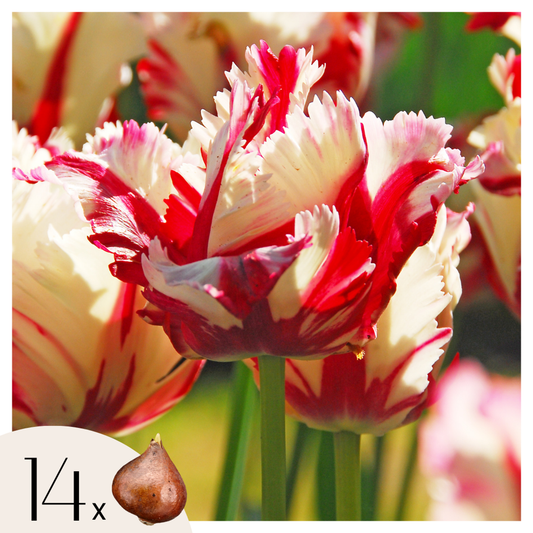 Florastore Tulpanlökar - Set Om 14 - Tulipa 'Estella Rijnveld' - Blomlökar - Röd