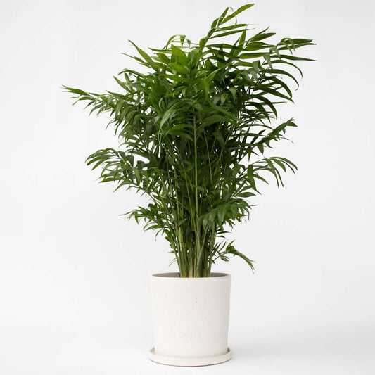 Florastore Bergpalm - Chamaedorea Elegans - Höjd 80-90Cm - ⌀20Cm