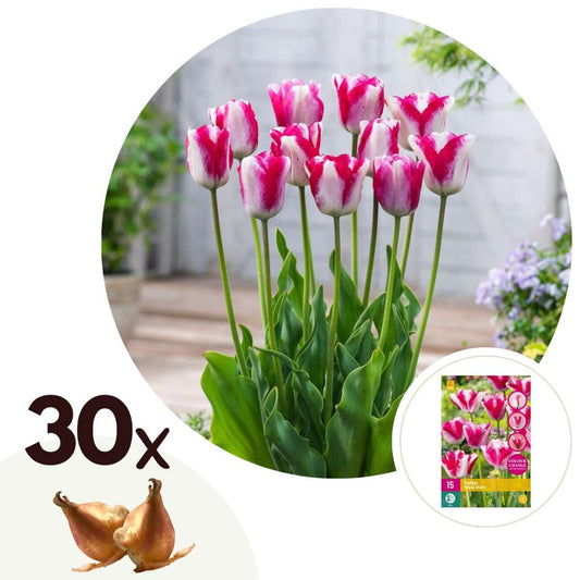 Florastore Tulpanlökar - Set Om 30 - Tulipa 'Mata Hari' - Blomlökar - Rosa