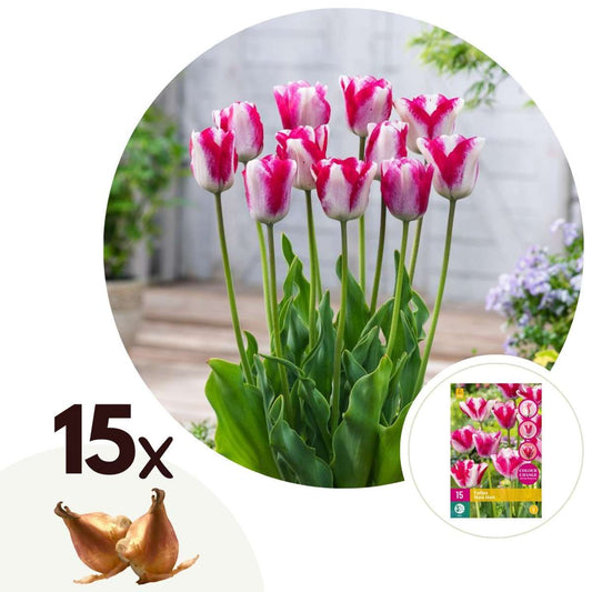 Florastore Tulpanlökar - Set Om 15 - Tulipa 'Mata Hari' - Blomlökar - Rosa