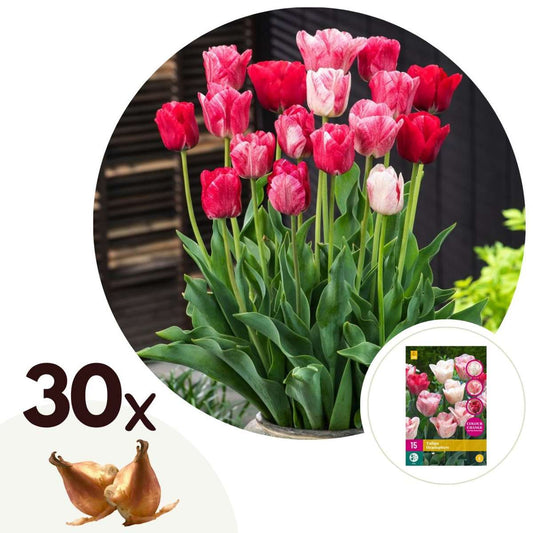 Florastore Tulpanlökar - Set Om 30 - Tulipa 'Hemisphere' - Blomlökar - Röd
