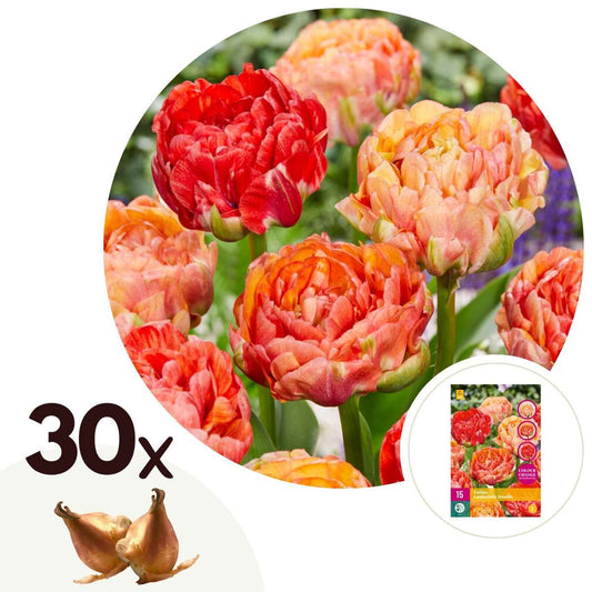 Florastore Tulpanlökar - Set Om 30 - Tulipa 'Gudoshnik Double' - Blomlökar - Vit