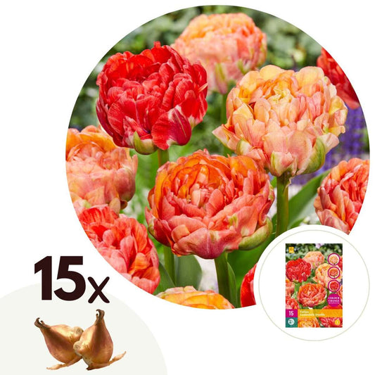Florastore Tulpanlökar - Set Om 15 - Tulipa 'Gudoshnik Double' - Blomlökar - Vit