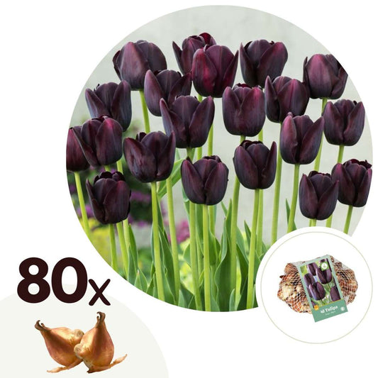 Florastore Tulpanlökar - Set Om 80 - Tulipa 'Queen Of Night' - Blomlökar - Purpur
