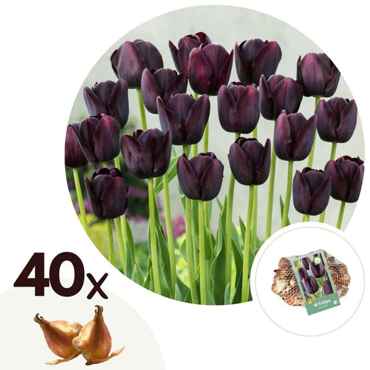 Florastore Tulpanlökar - Set Om 40 - Tulipa 'Queen Of Night' - Blomlökar - Purpur