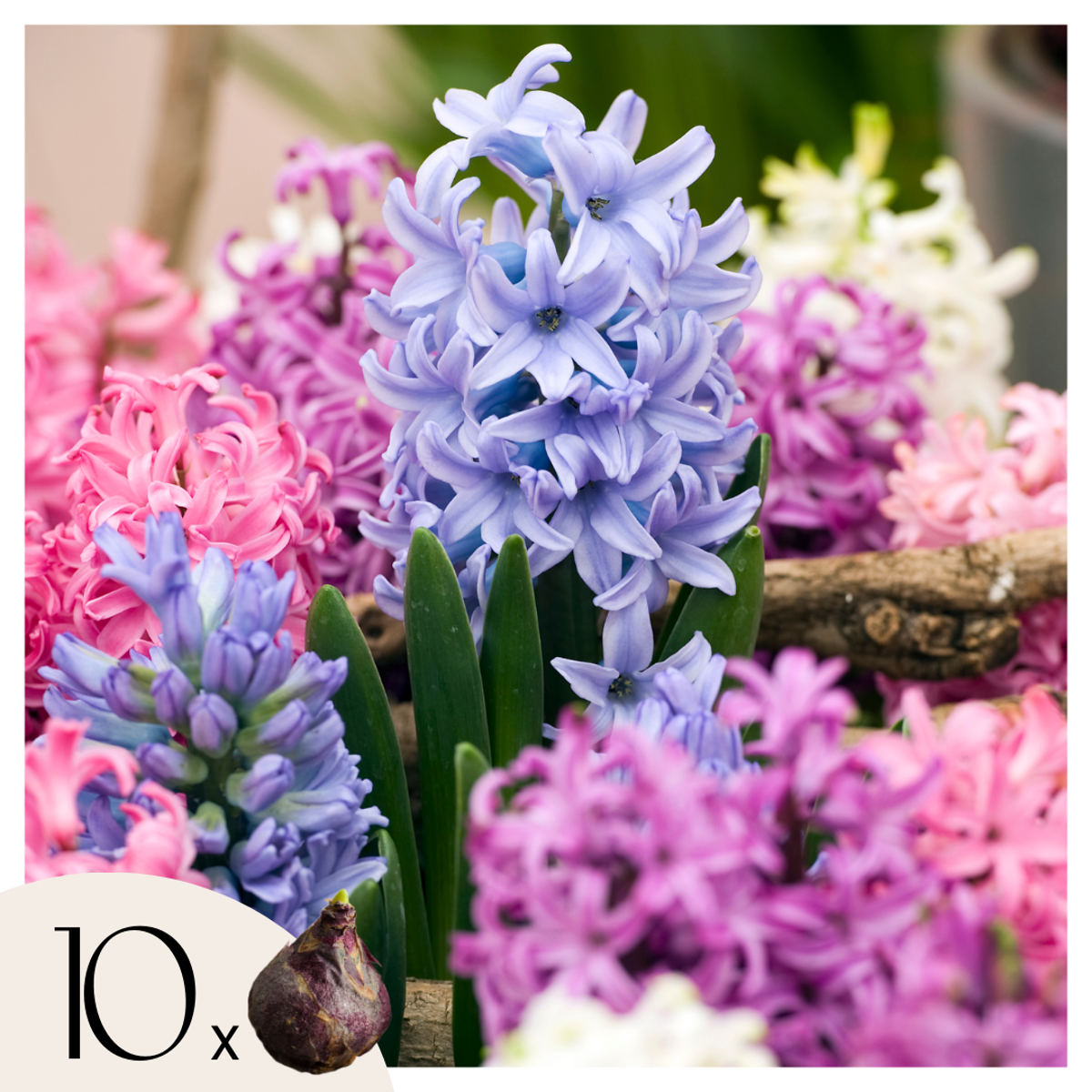 Florastore Hyacintlökor - Set Om 10 - Hyacinthus - Blomlökar - Flerfärgad