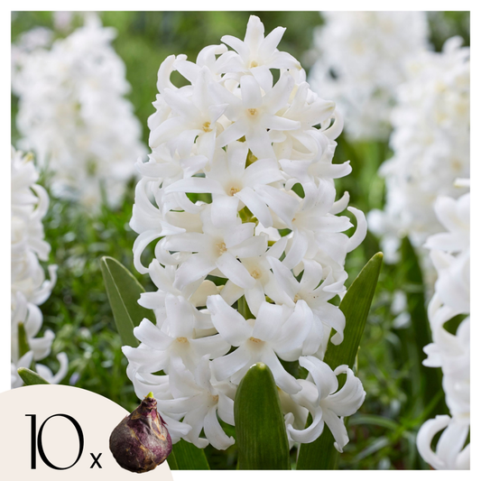 Florastore Hyacintlökor - Set Om 10 - Hyacinthus 'Carnegie' - Blomlökar - Vit