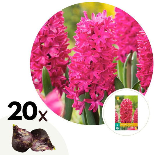 Florastore Hyacintlökor - Set Om 20 - Hyacinthus 'Jan Bos' - Blomlökar - Röd
