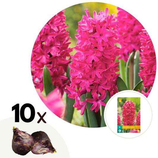 Florastore Hyacintlökor - Set Om 10 - Hyacinthus 'Jan Bos' - Blomlökar - Röd