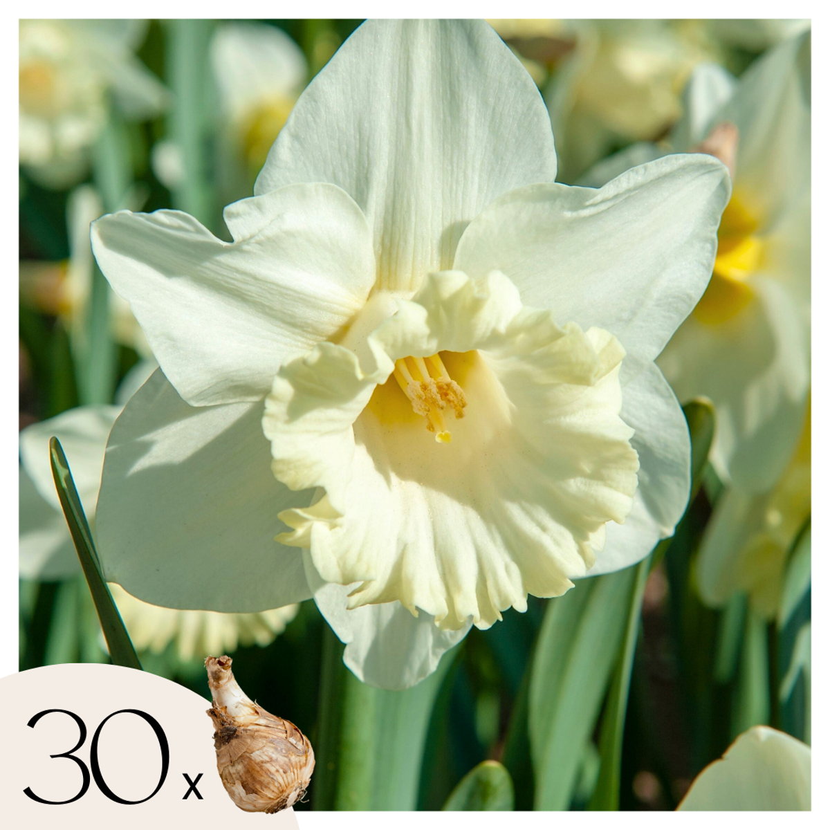 Daffodil Påsklilja - Set Om 30 - Narcissus 'Mount Hood' - Blomlökar - Grön