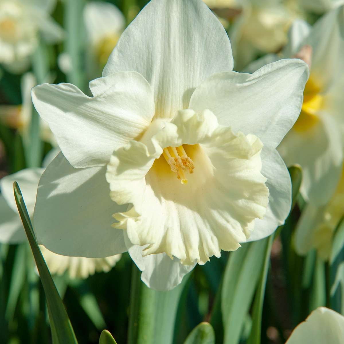 Daffodil Påsklilja - Set Om 30 - Narcissus 'Mount Hood' - Blomlökar - Grön