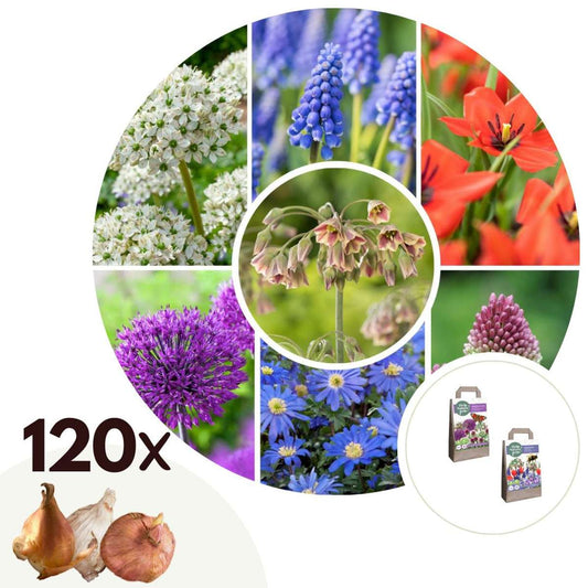 Florastore Lyckligt Bi & Fjäril - Set Om 120 - Allium, Muscari, Tulipa, Och Mer - Blomlökar