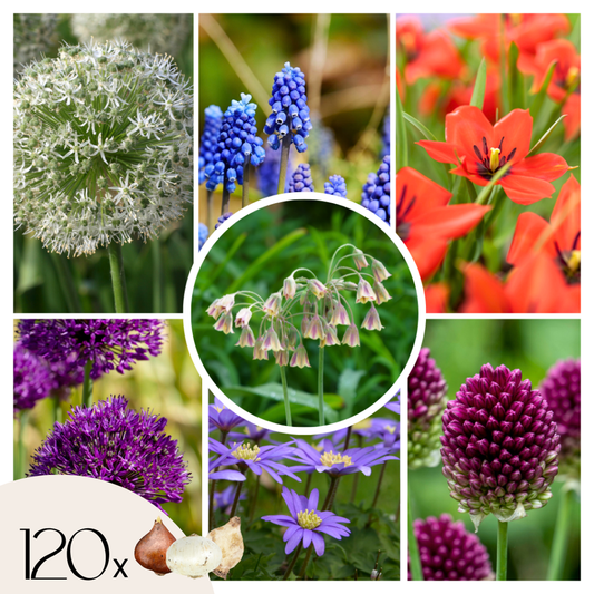 Bulb Mix Lyckligt Bi & Fjäril - Set Om 120 - Allium, Muscari, Tulipa, Och Mer - Blomlökar