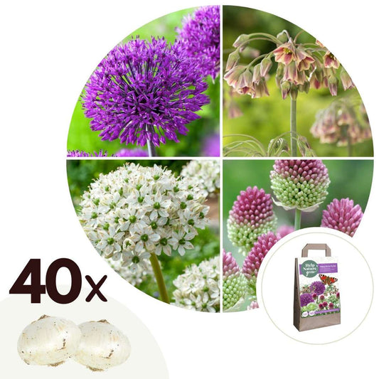 Florastore Lycklig Fjäril - Set Om 40 - Allium, Nectaroscordum - Blomlökar - Flerfärgad
