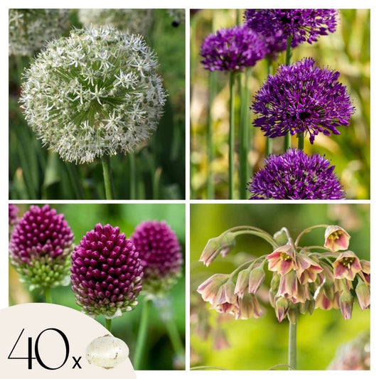 Bulb Mix Lycklig Fjäril - Set Om 40 - Allium, Nectaroscordum - Blomlökar - Flerfärgad