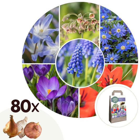 Florastore Lyckligt Bi - Set Om 80 - Anemon Chionodoxa Muscari Nectar.tulipa - Blomlökar