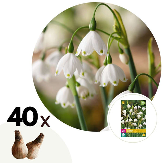 Florastore Vintergäck - Set Om 40 - Leucojum Aestivium - Blomlökar - Vit