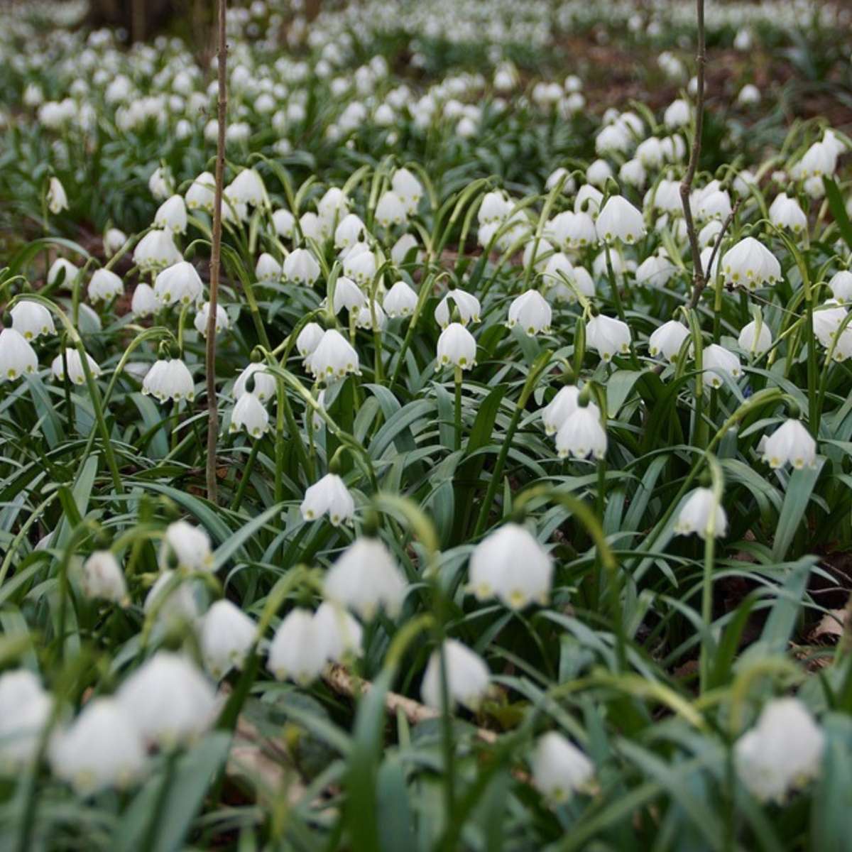 Other Types Of Flower Bulbs Vintergäck - Set Om 40 - Leucojum Aestivium - Blomlökar - Vit
