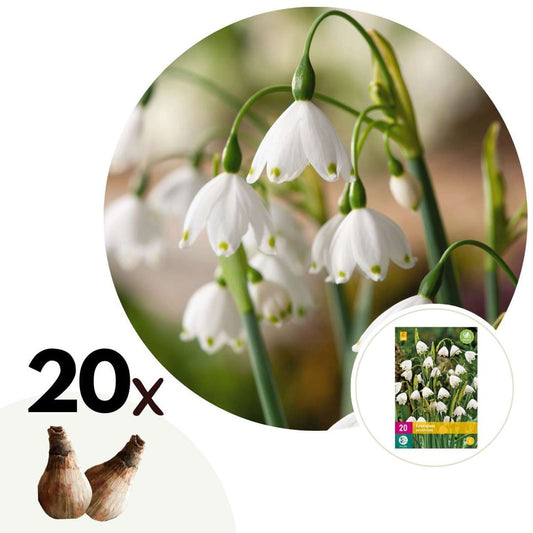 Florastore Vintergäck - Set Om 20 - Leucojum Aestivium - Blomlökar - Vit
