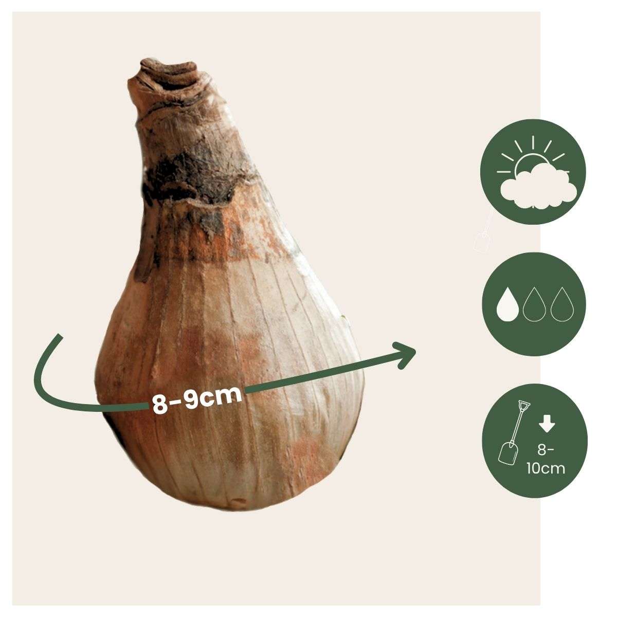 Other Types Of Flower Bulbs Vintergäck - Set Om 20 - Leucojum Aestivium - Blomlökar - Vit