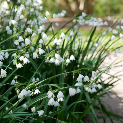 Other Types Of Flower Bulbs Vintergäck - Set Om 20 - Leucojum Aestivium - Blomlökar - Vit