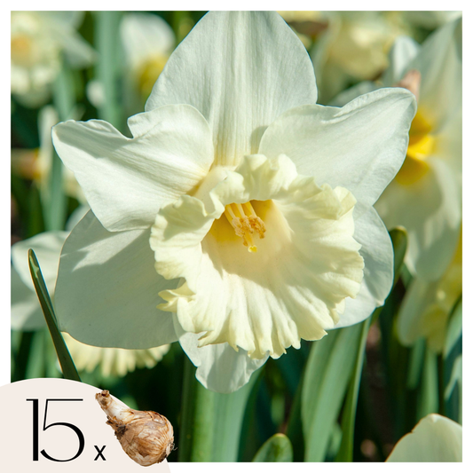 Florastore Påsklilja - Set Om 15 - Narcissus 'Mount Hood' - Blomlökar - Geel
