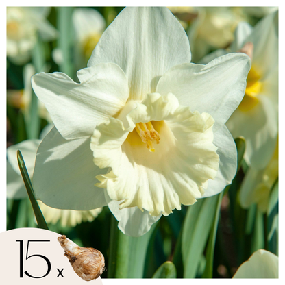 Daffodil Påsklilja - Set Om 15 - Narcissus 'Mount Hood' - Blomlökar - Geel